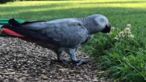 Яко погледна къща-2 и се научи да се закълне